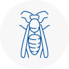Keymer Wasp Nest Removal